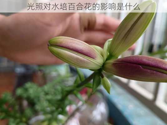 光照对水培百合花的影响是什么