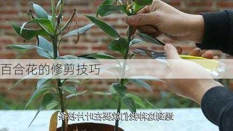 百合花的修剪技巧