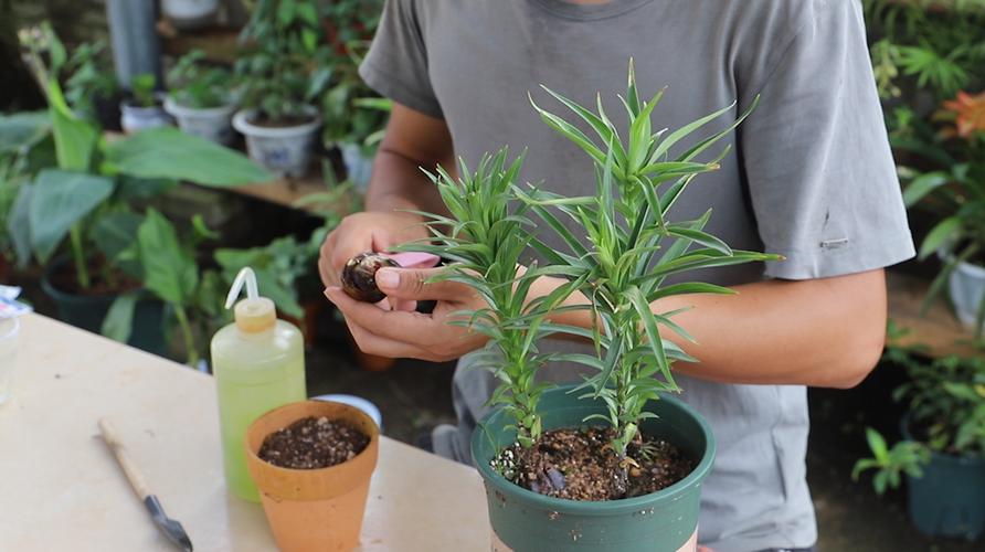 水培百合花的繁殖方法