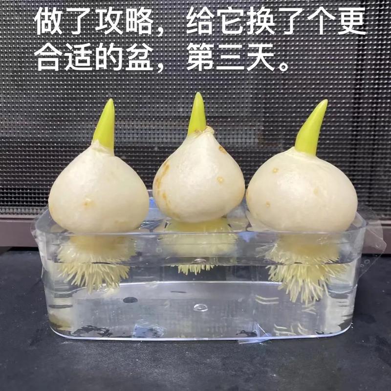 郁金香水培种植的步骤