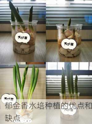 郁金香水培种植的优点和缺点