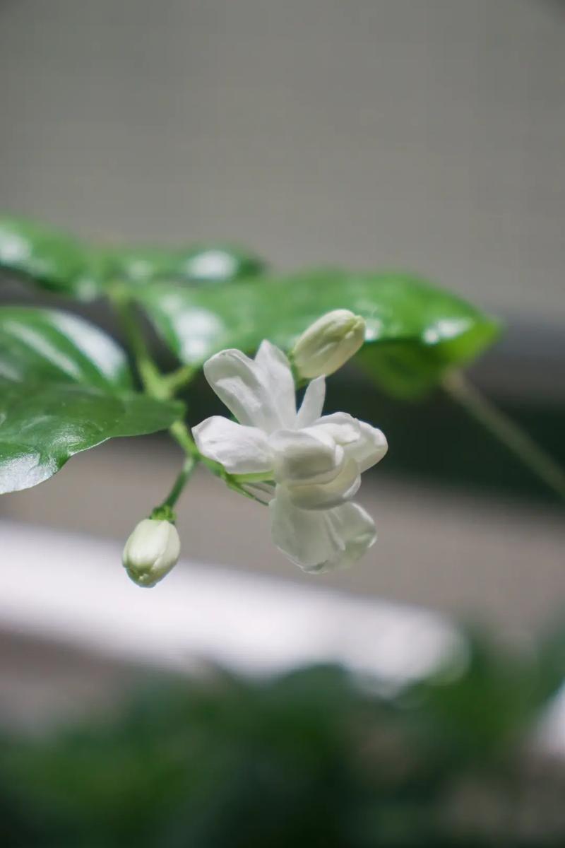 茉莉花的开花时间和养护有什么关系