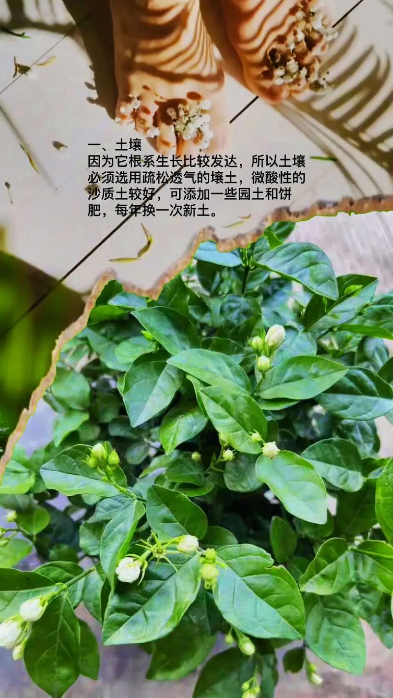 茉莉花的种植技巧