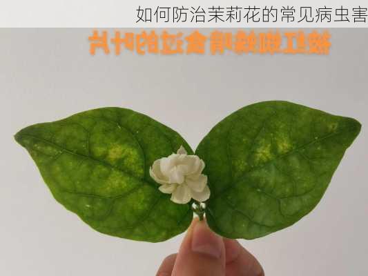 如何防治茉莉花的常见病虫害