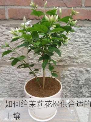 如何给茉莉花提供合适的土壤