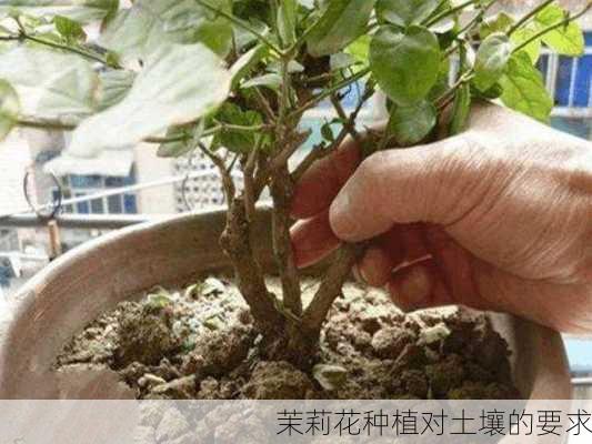 茉莉花种植对土壤的要求