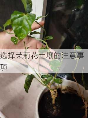 选择茉莉花土壤的注意事项