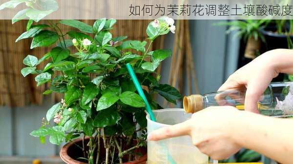 如何为茉莉花调整土壤酸碱度