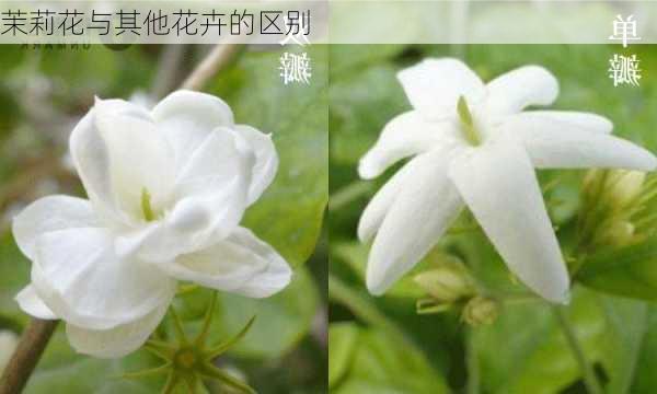 茉莉花与其他花卉的区别