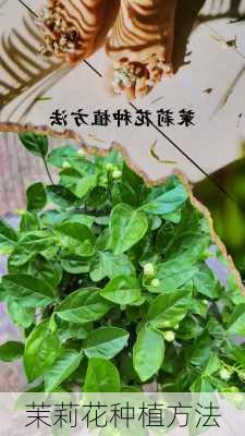 茉莉花种植方法