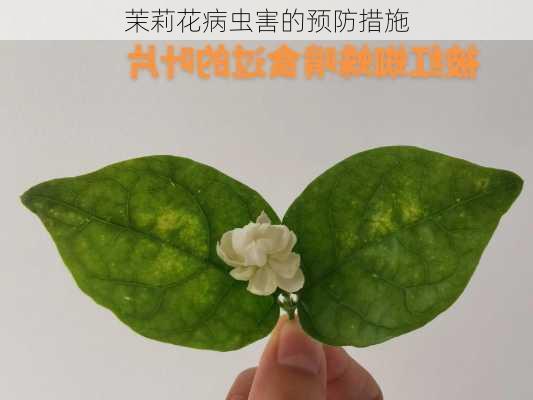 茉莉花病虫害的预防措施