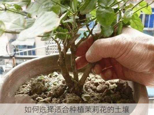 如何选择适合种植茉莉花的土壤