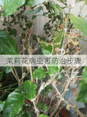 茉莉花病虫害防治步骤