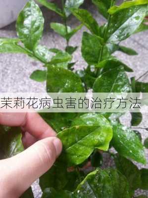 茉莉花病虫害的治疗方法