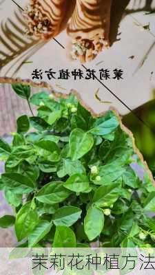 茉莉花种植方法