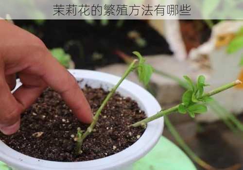 茉莉花的繁殖方法有哪些