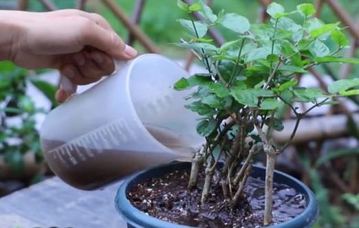 茉莉花浇水施肥