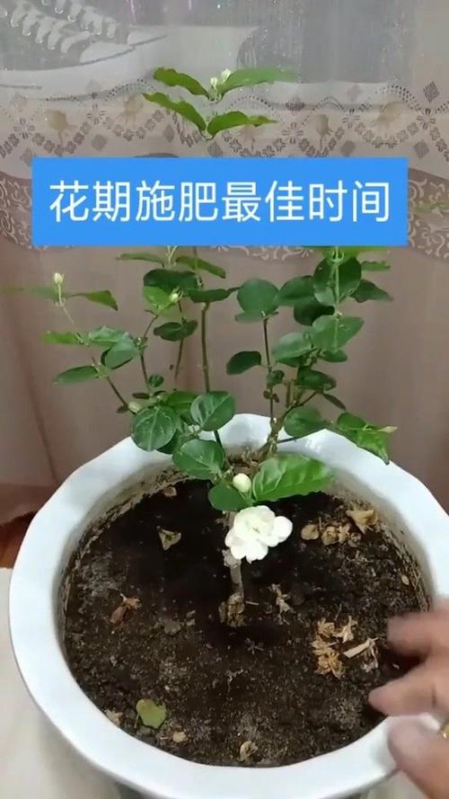 茉莉花的施肥方法