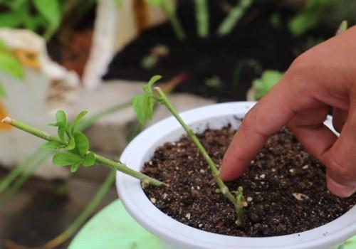 茉莉花繁殖方法之分株