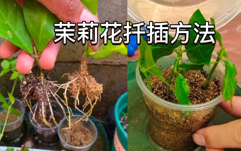 茉莉花繁殖方法