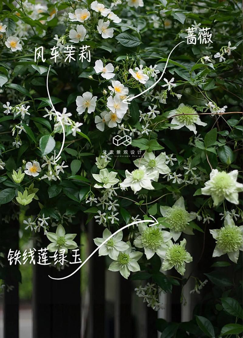 茉莉花与其他植物的搭配种植