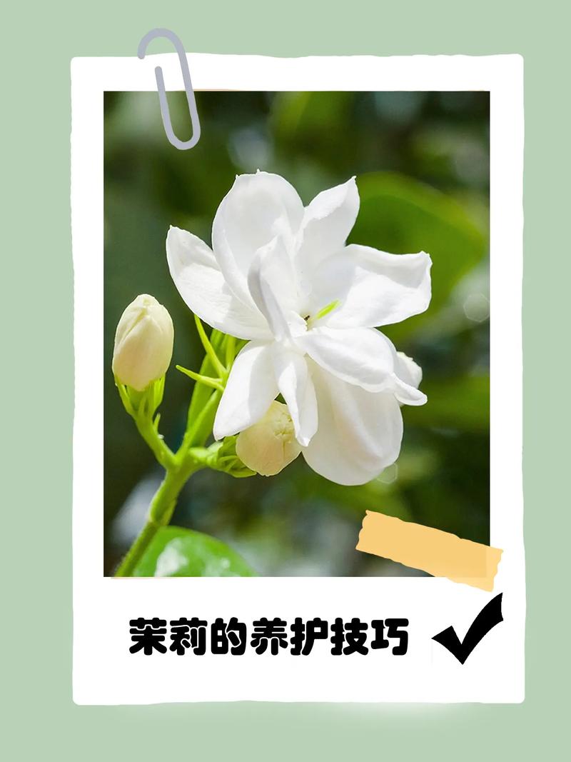 茉莉花的养护注意事项