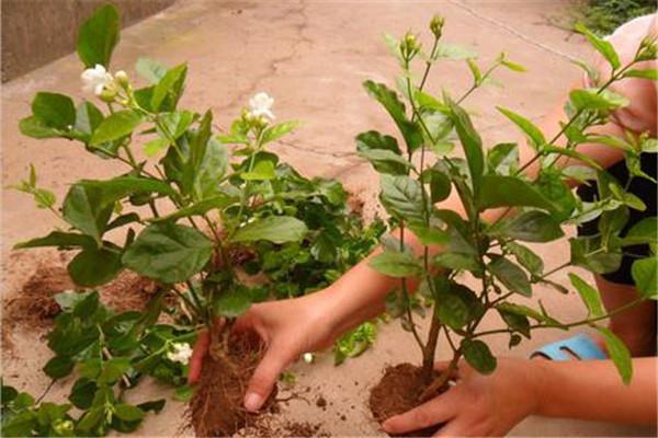 茉莉花种植土壤要求