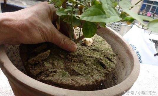 茉莉花栽培土壤准备