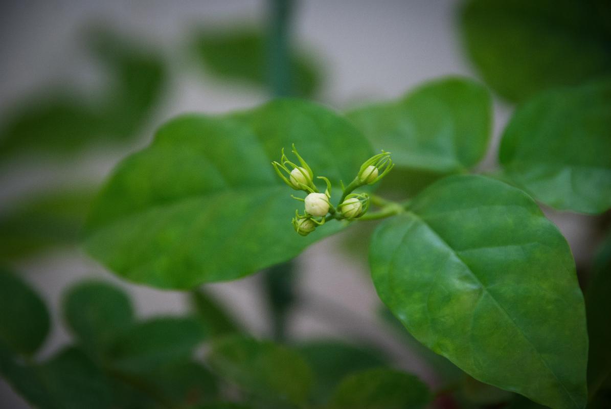 茉莉花花苞小且少的原因及解决方法是什么