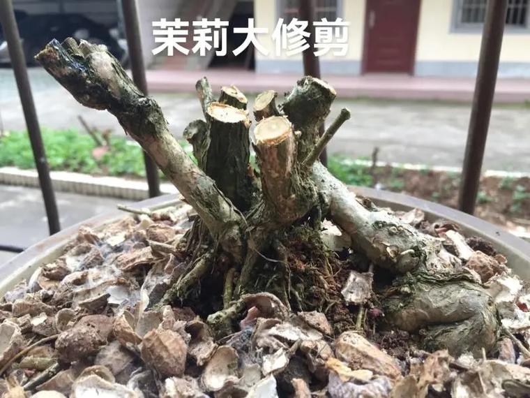 茉莉花的修剪技巧是什么