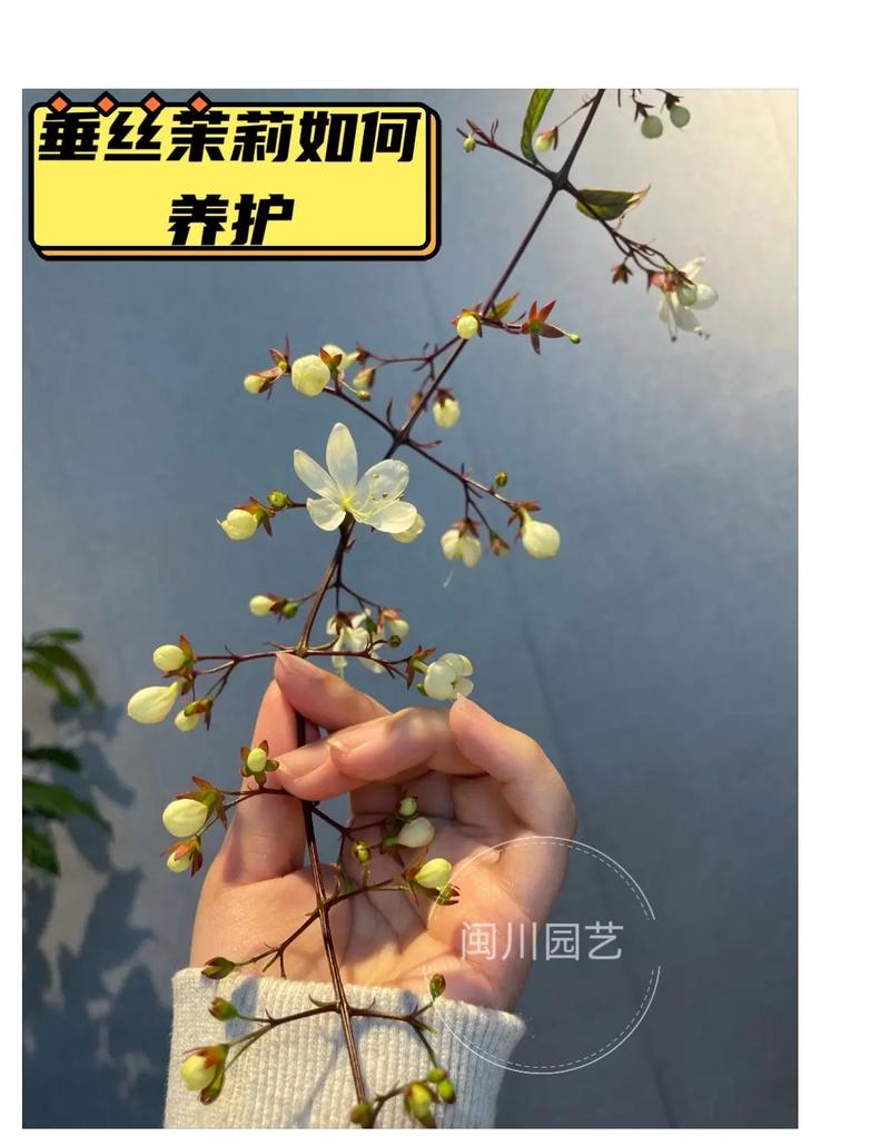 茉莉花的养护要点