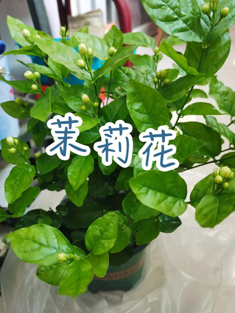 茉莉花的光照需求如何