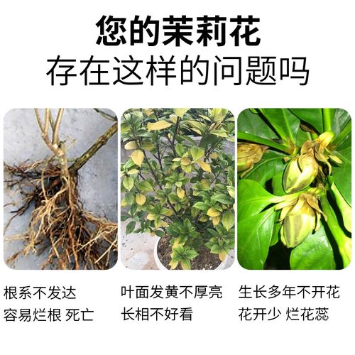 茉莉花肥料的选择和使用技巧