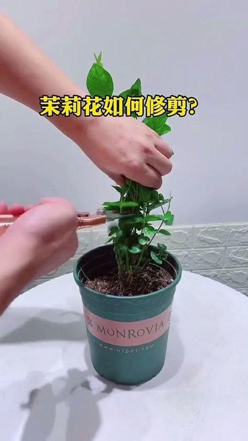 茉莉花浇水教程