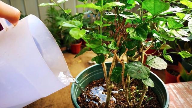 茉莉花施肥方法