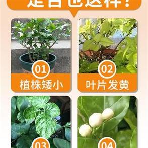 茉莉花施肥的时间和频率