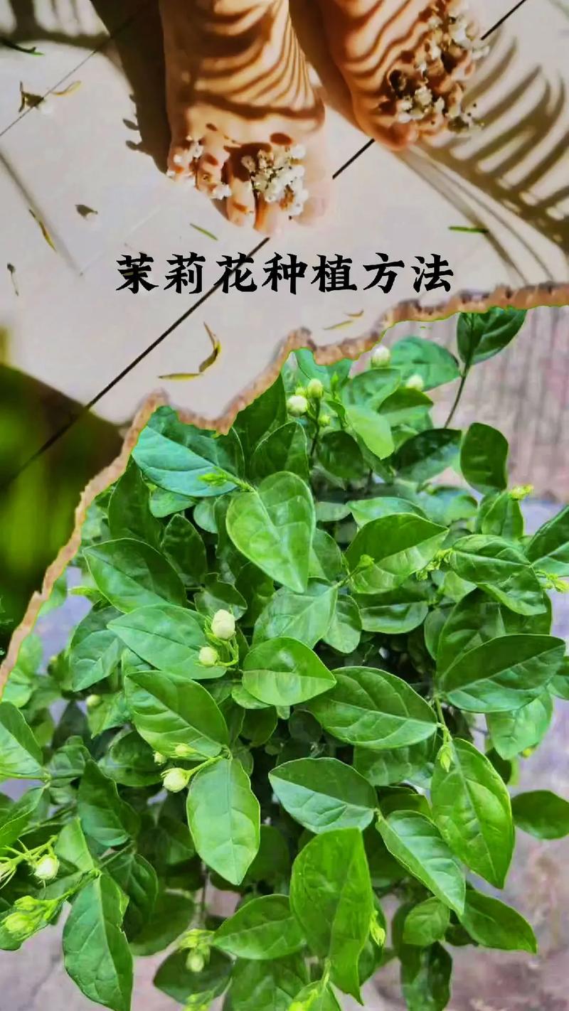 茉莉花的种植技巧