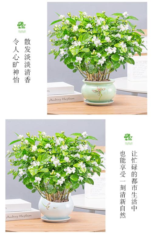 茉莉花装饰价值