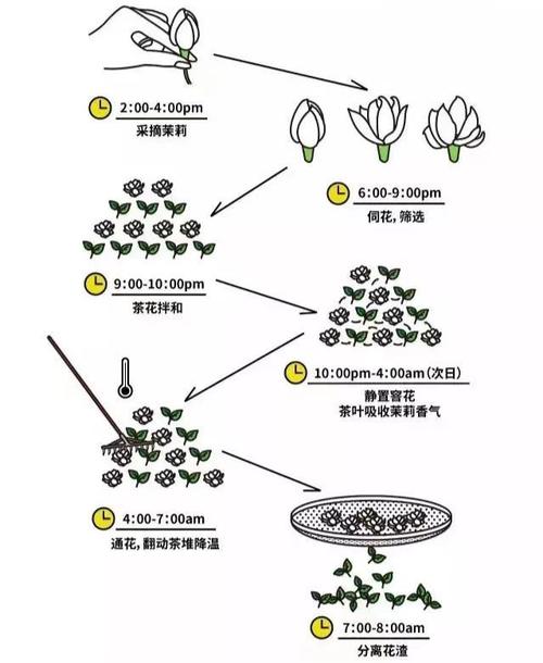 茉莉花茶的制作工艺是怎样的