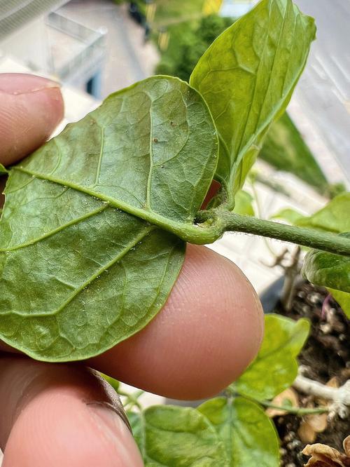 茉莉花防治常见病害的方法