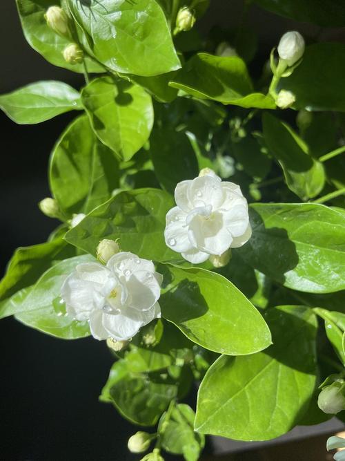 茉莉花的光照需求如何