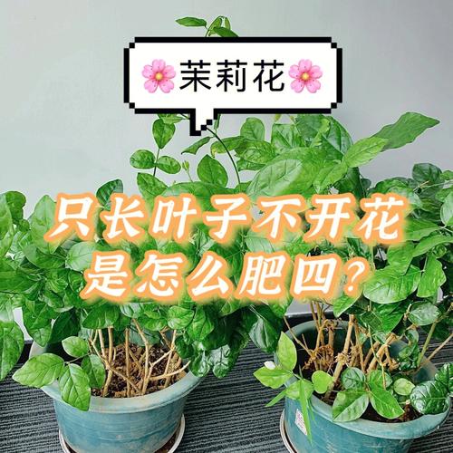 茉莉花自制肥料的方法