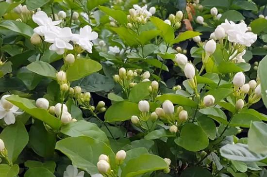 茉莉花种植最佳时间