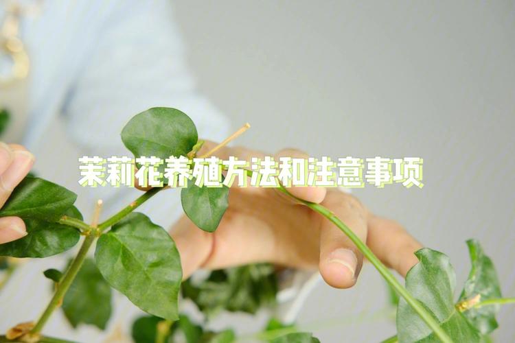 茉莉花的养殖方法