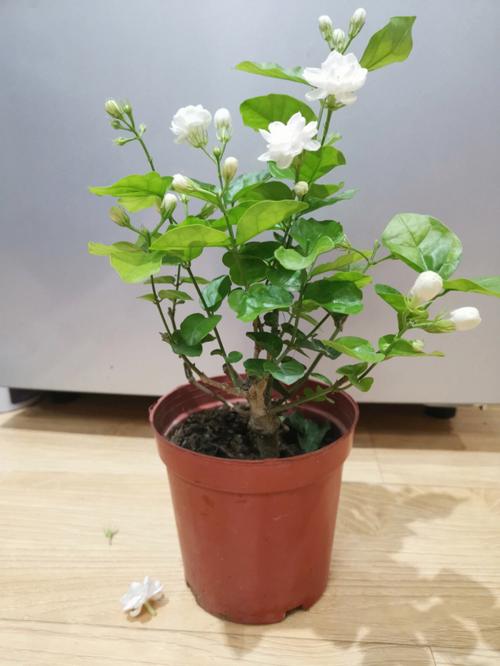 茉莉花种植方法