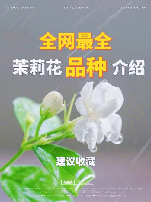 茉莉花与其他花卉的区别