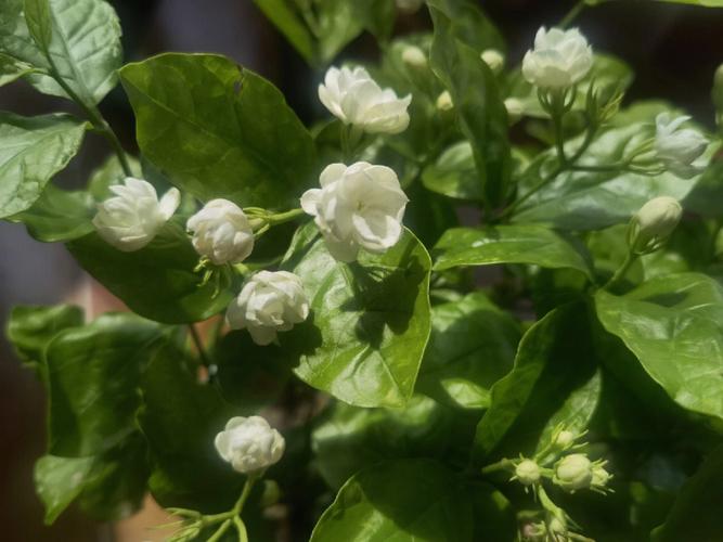 茉莉花的种类与特点