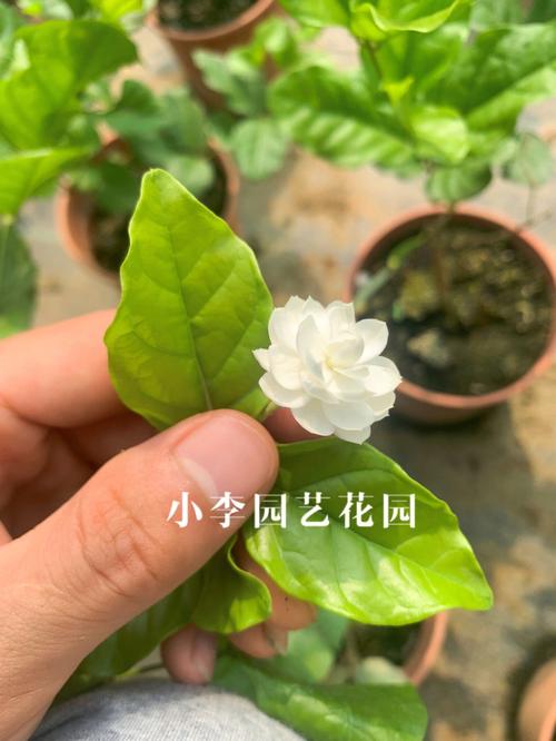 茉莉花适合在什么环境下生长