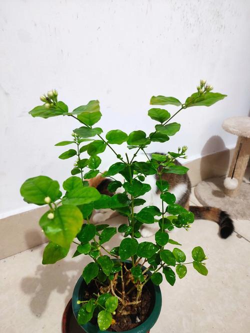 茉莉花室内种植的养护方法