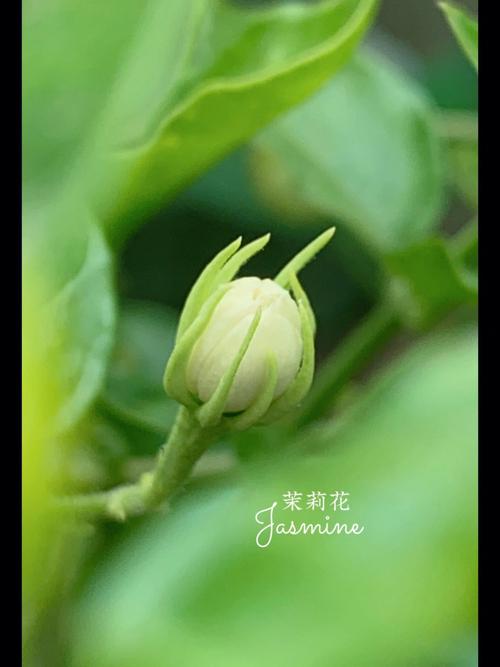 茉莉花种植技巧